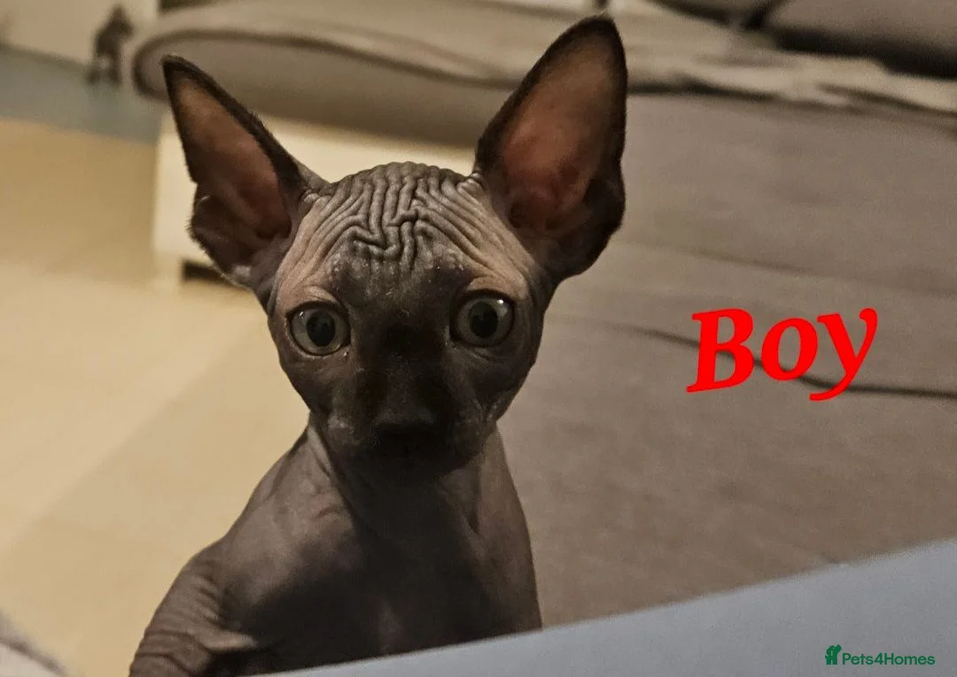 Sphynx cats for sale: 🐾 Beautiful Sphynx Kittens for Sale 🐾 - Advert 2