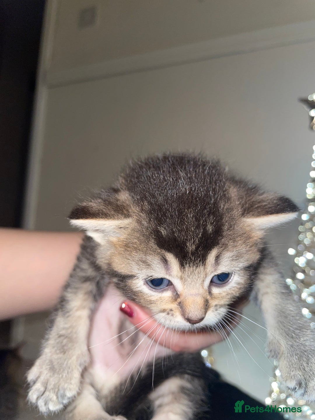 Mixed Breed cats for sale: Scottish fold kittens  - Advert 5