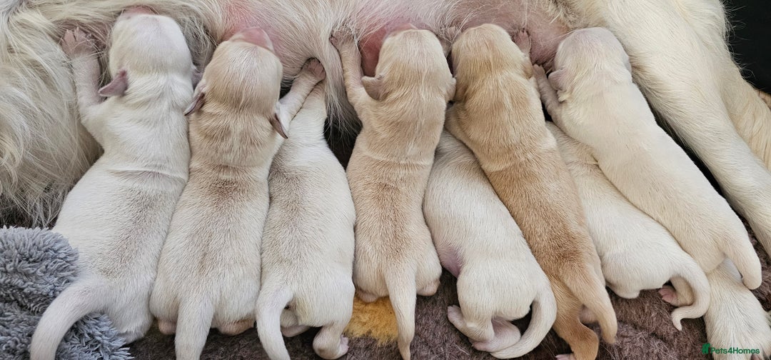 Golden Retriever dogs for sale: Golden Retriever Puppies - you will Fall in love  - Image 35