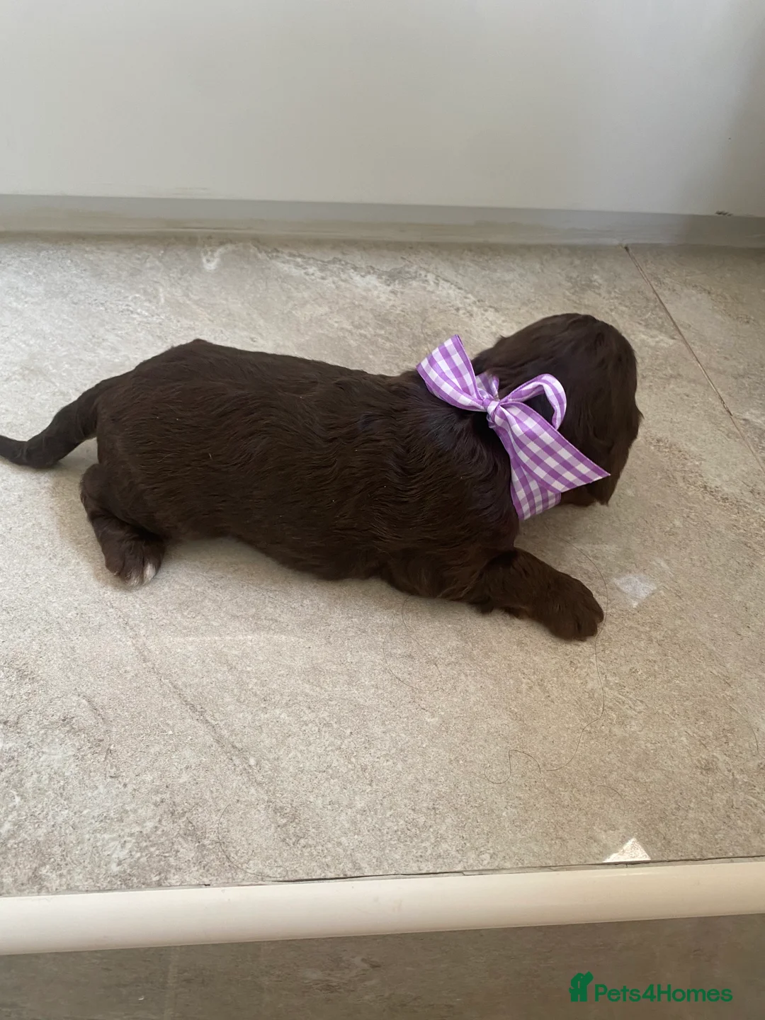 Cockapoo dogs for sale: Cockapoo puppies  - Advert 12