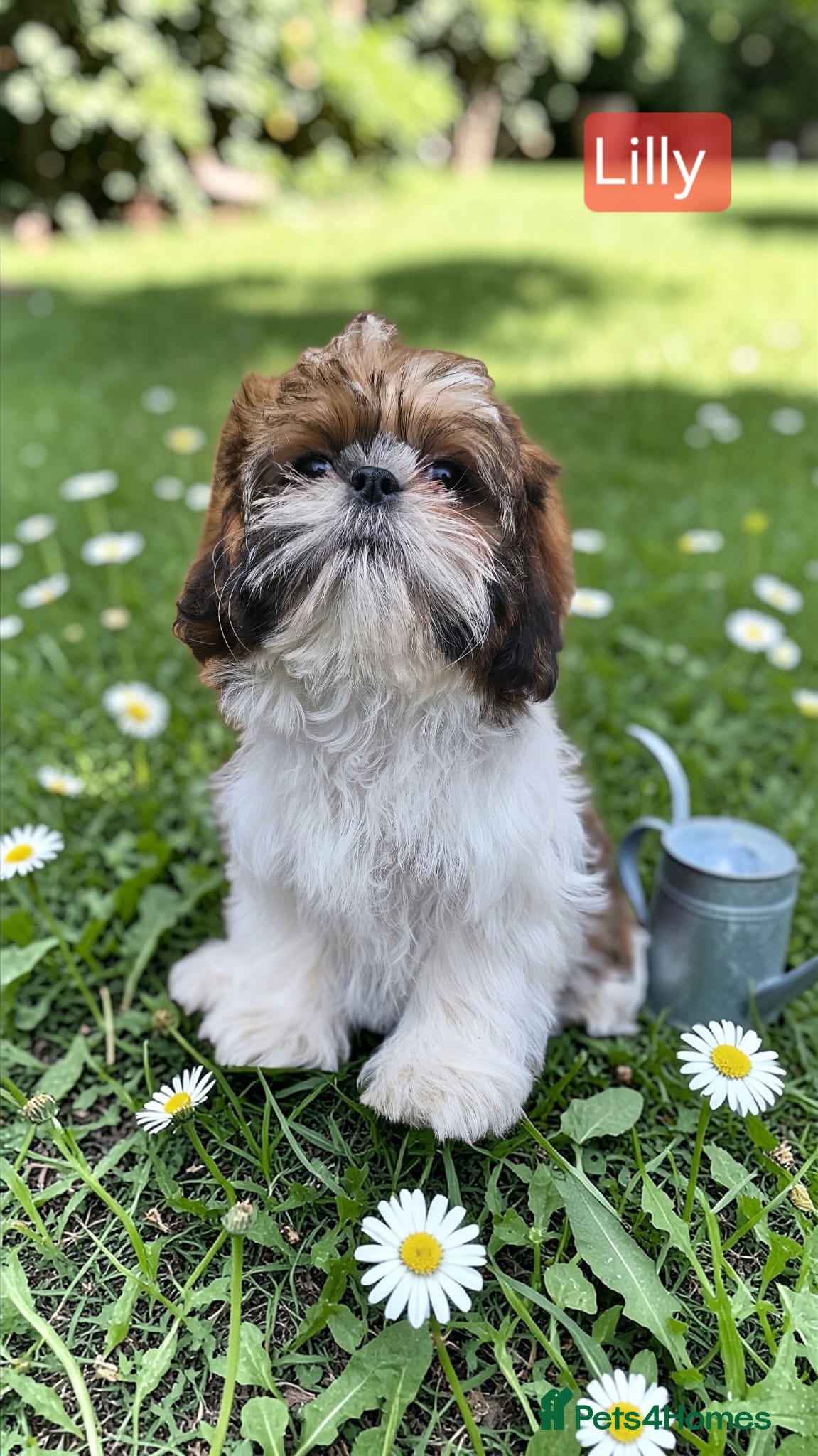 Shih Tzu dogs  💞 QUALITY STANDARD SHIH TZU 💕 - Advert 11