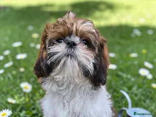 Shih Tzu dogs 💞 QUALITY STANDARD SHIH TZU 💕 - Advert 11