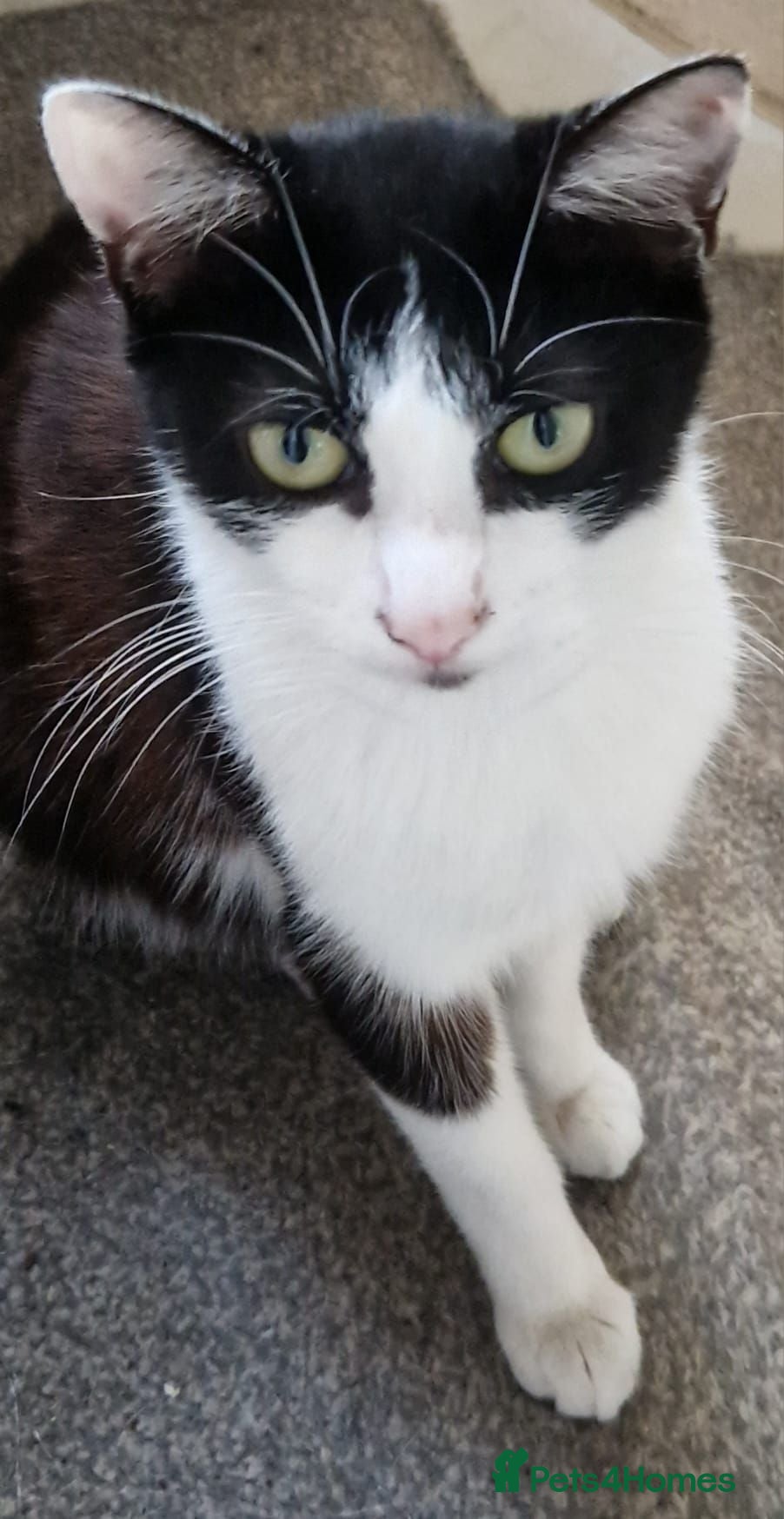 Mixed Breed cats Beautiful strikingly marked kittens  - Advert 1