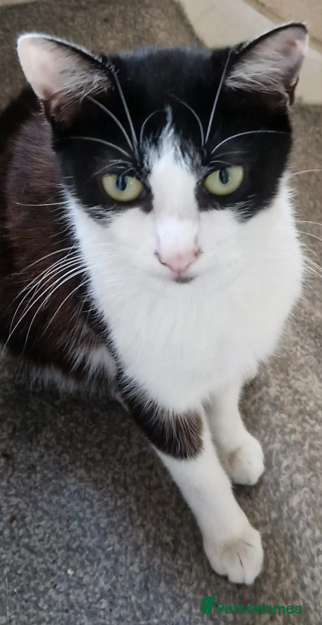 Mixed Breed cats for sale: Beautiful strikingly marked kittens  - Advert 1