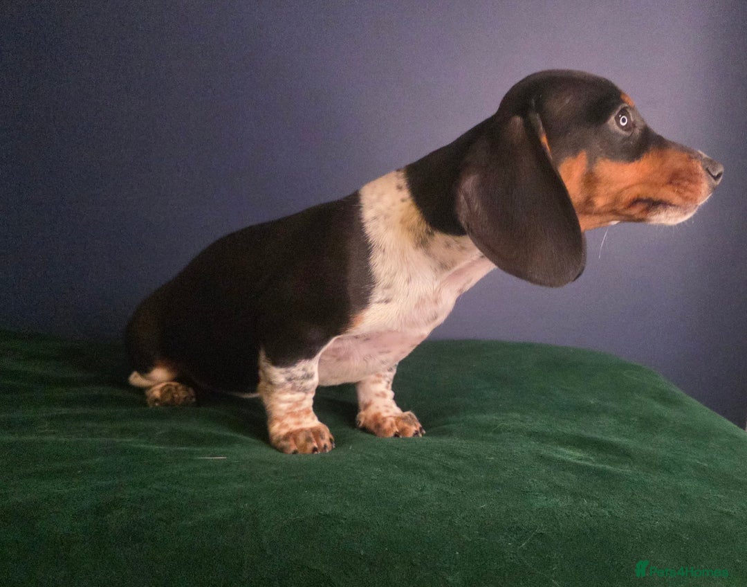 Dachshund dogs for sale: KC Registered Shorthaired dachshunds  - Advert 39