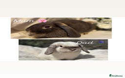 Mini Lop rabbits for sale: Gorgeous Mini Lops Ready to Reserve 🫶🏻 - Image 8