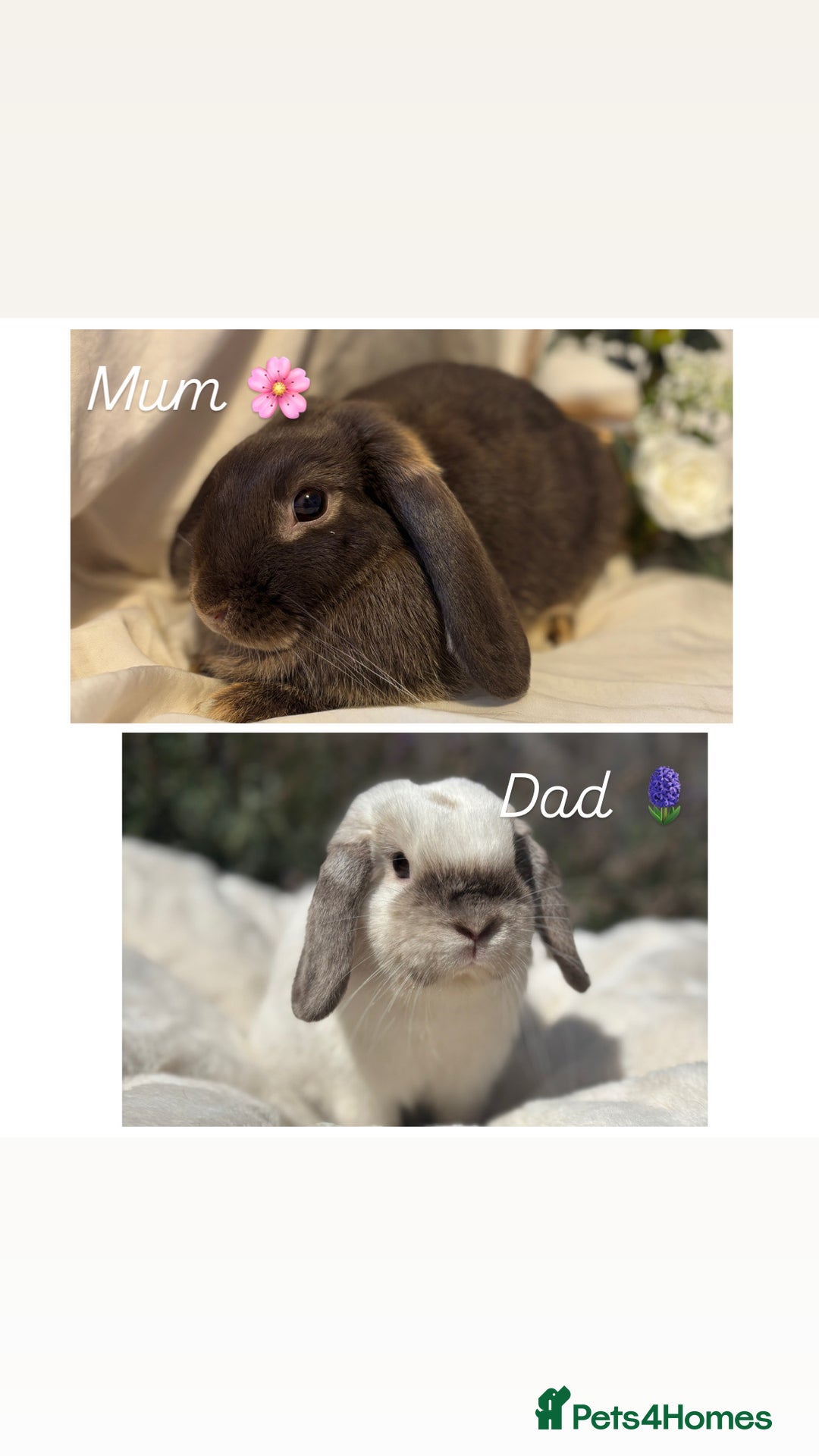 Mini Lop rabbits for sale: Gorgeous Mini Lops Ready to Reserve 🫶🏻 - Image 8