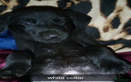 Mixed Breed dogs for sale: 10 lovely pups will be ready to go this week - Image 1