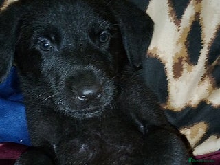 Mixed Breed dogs - Advert 6