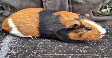 Guinea Pig rodents - Advert 9