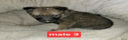 Saarloos Wolfdog dogs for sale: Czechoslovakian vlciak wolfdog puppies - Advert 4