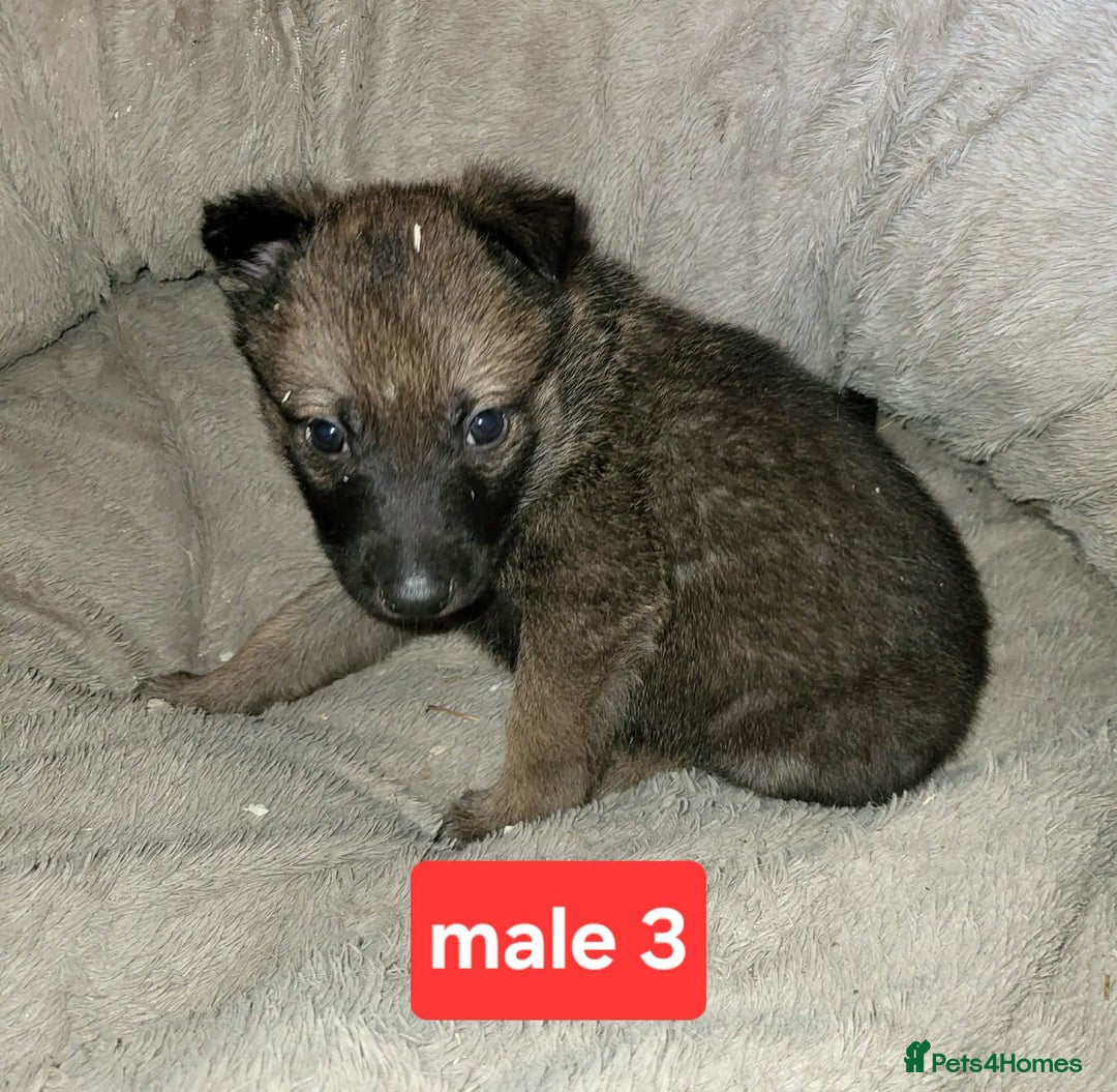 Saarloos Wolfdog dogs for sale: Czechoslovakian vlciak wolfdog puppies - Advert 4