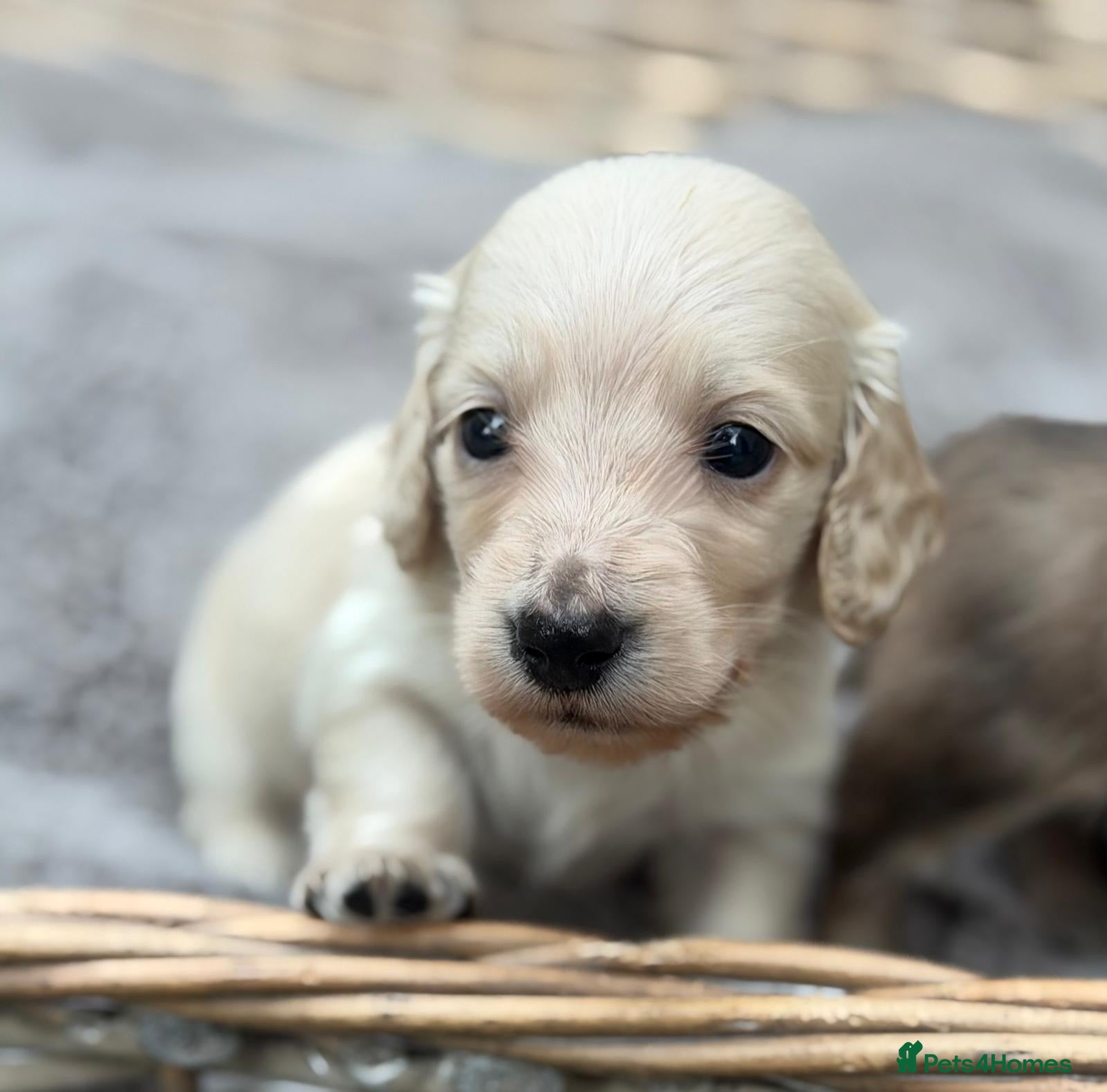 Miniature Dachshund dogs KC reg English Cream mini Dachshund puppies  - Advert 11