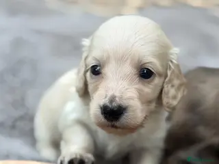 Miniature Dachshund dogs KC reg English Cream mini Dachshund puppies - Advert 11