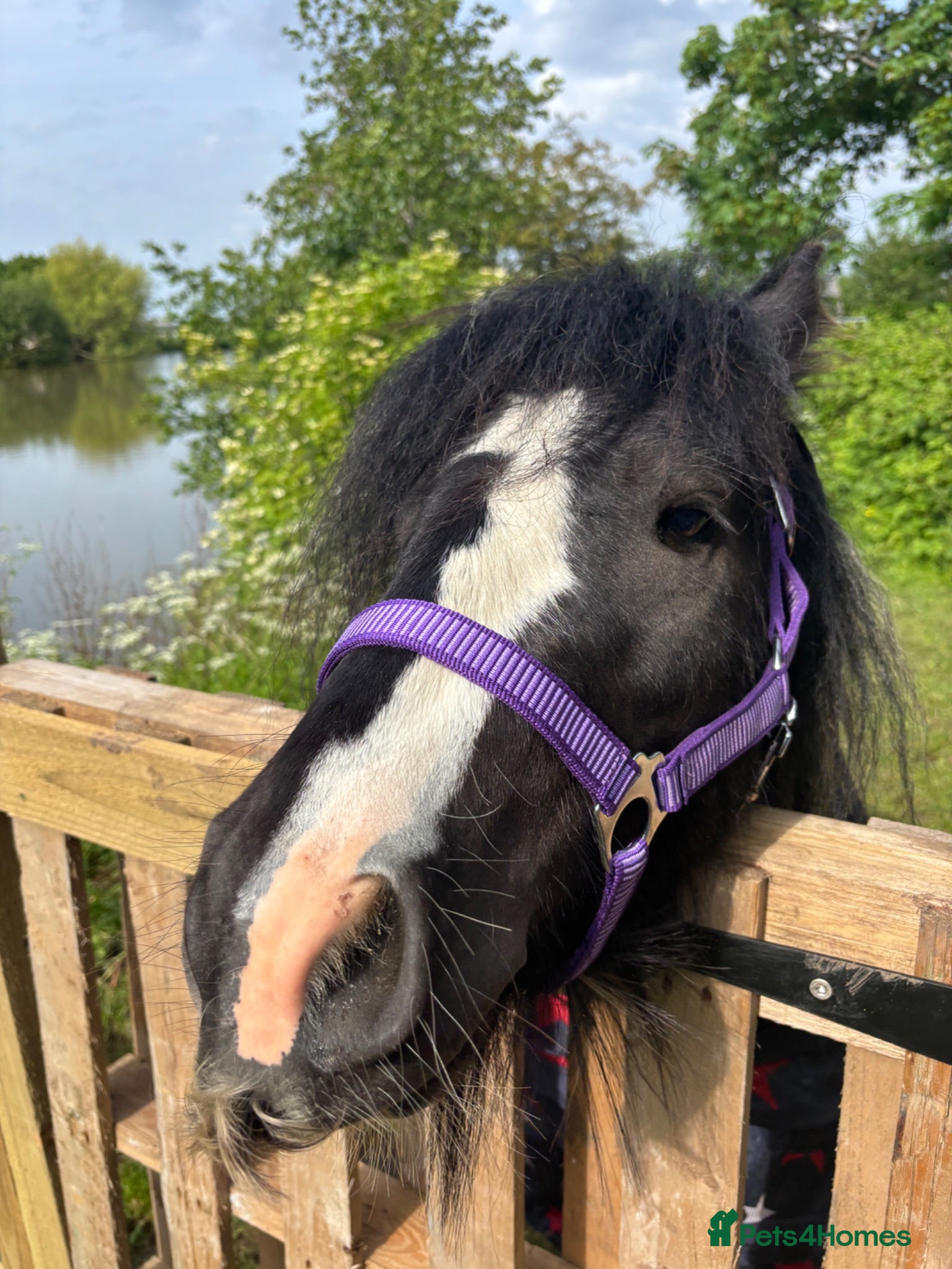 Irish Cob horses Mini cob gelding for sale  - Advert 1