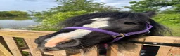 Irish Cob horses for sale: Mini cob gelding for sale  - Advert 1