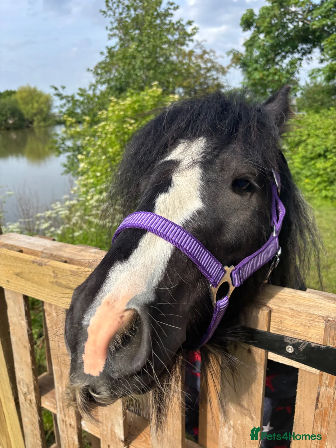 Irish Cob horses for sale: Mini cob gelding for sale  - Advert 1
