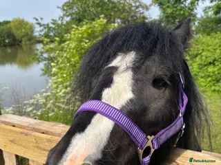 Irish Cob horses Mini cob gelding for sale - Advert 2