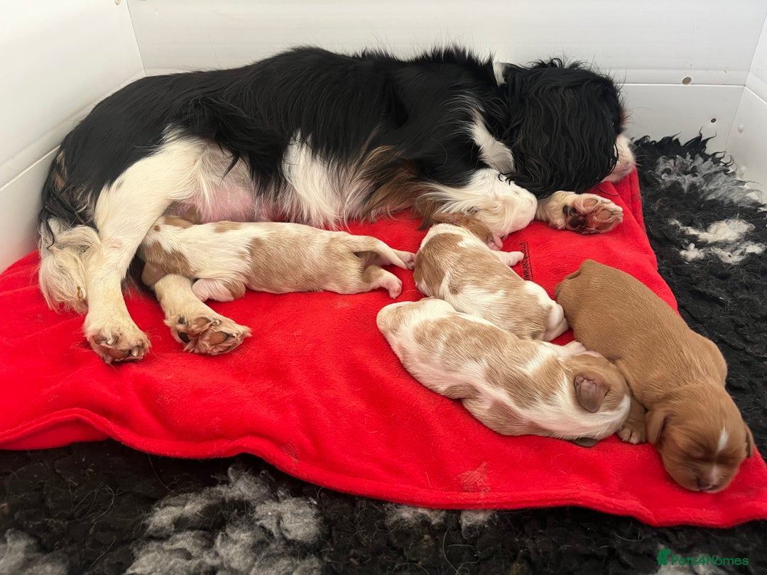 Cavalier King Charles Spaniel dogs for sale: Cavalier King Charles Spaniel Puppies Available - Advert 3