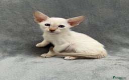 Oriental cats for sale: Oriental and Siamese kittens GCCF reg - Image 14