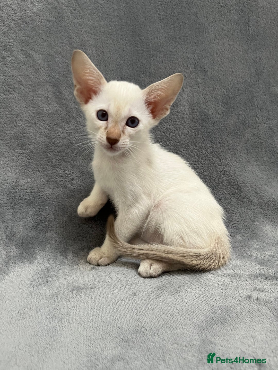 Oriental cats for sale: Oriental and Siamese kittens GCCF reg - Image 14