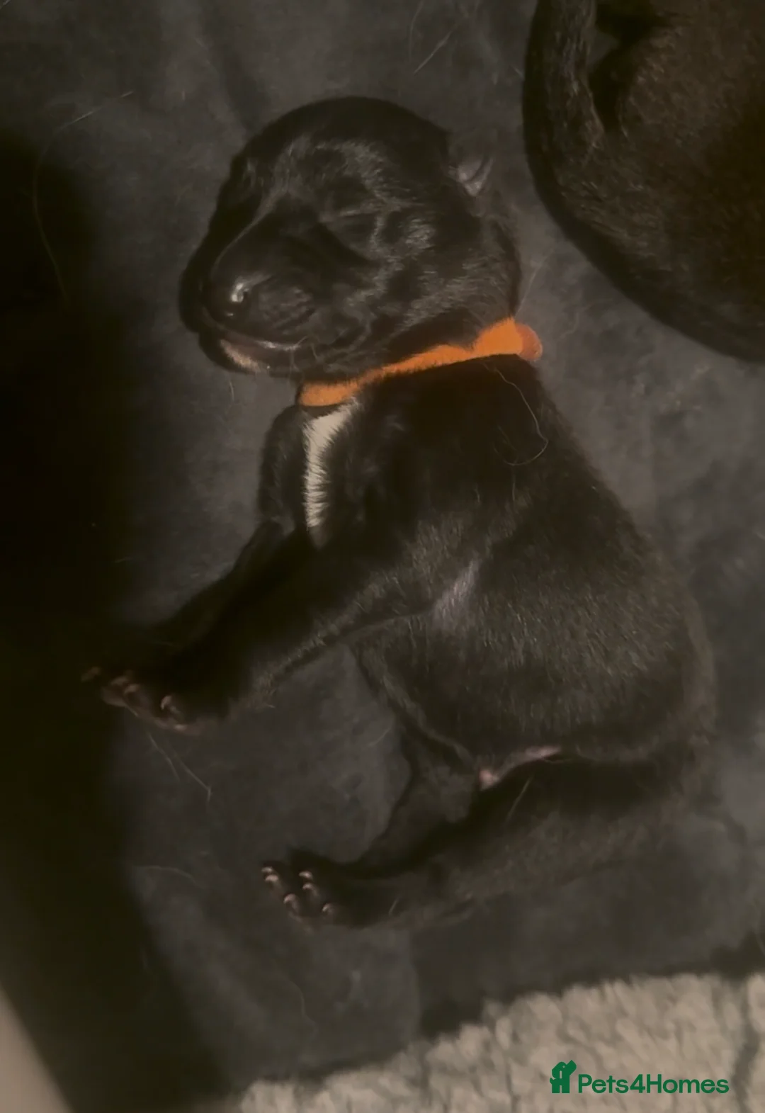 Belgian Shepherd Dog dogs for sale: 🔥 BELGIAN MALINIOS PUPPIES FOR SALE 🔥  - Advert 2