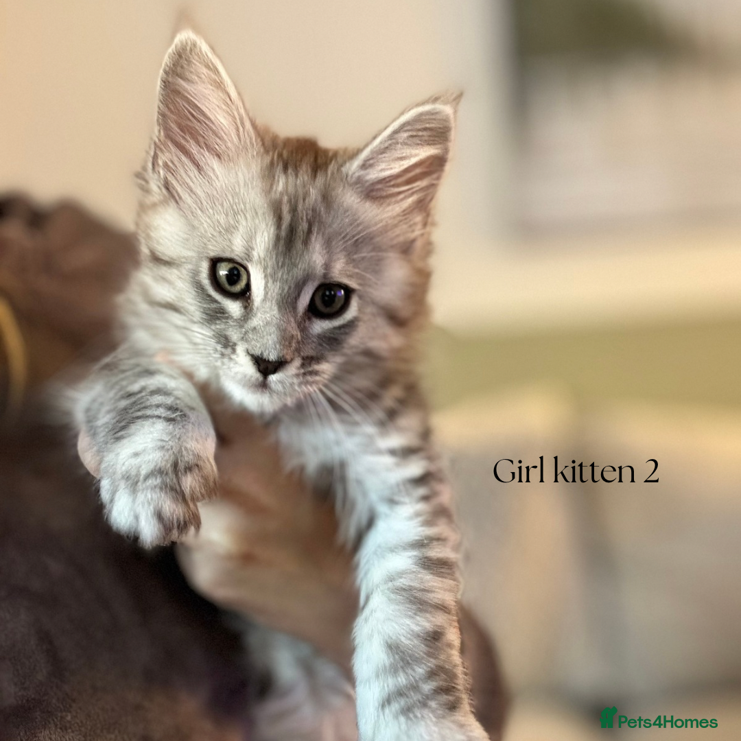Maine Coon cats for sale: Pure brew fluffy mainecoon kittens  - Image 6