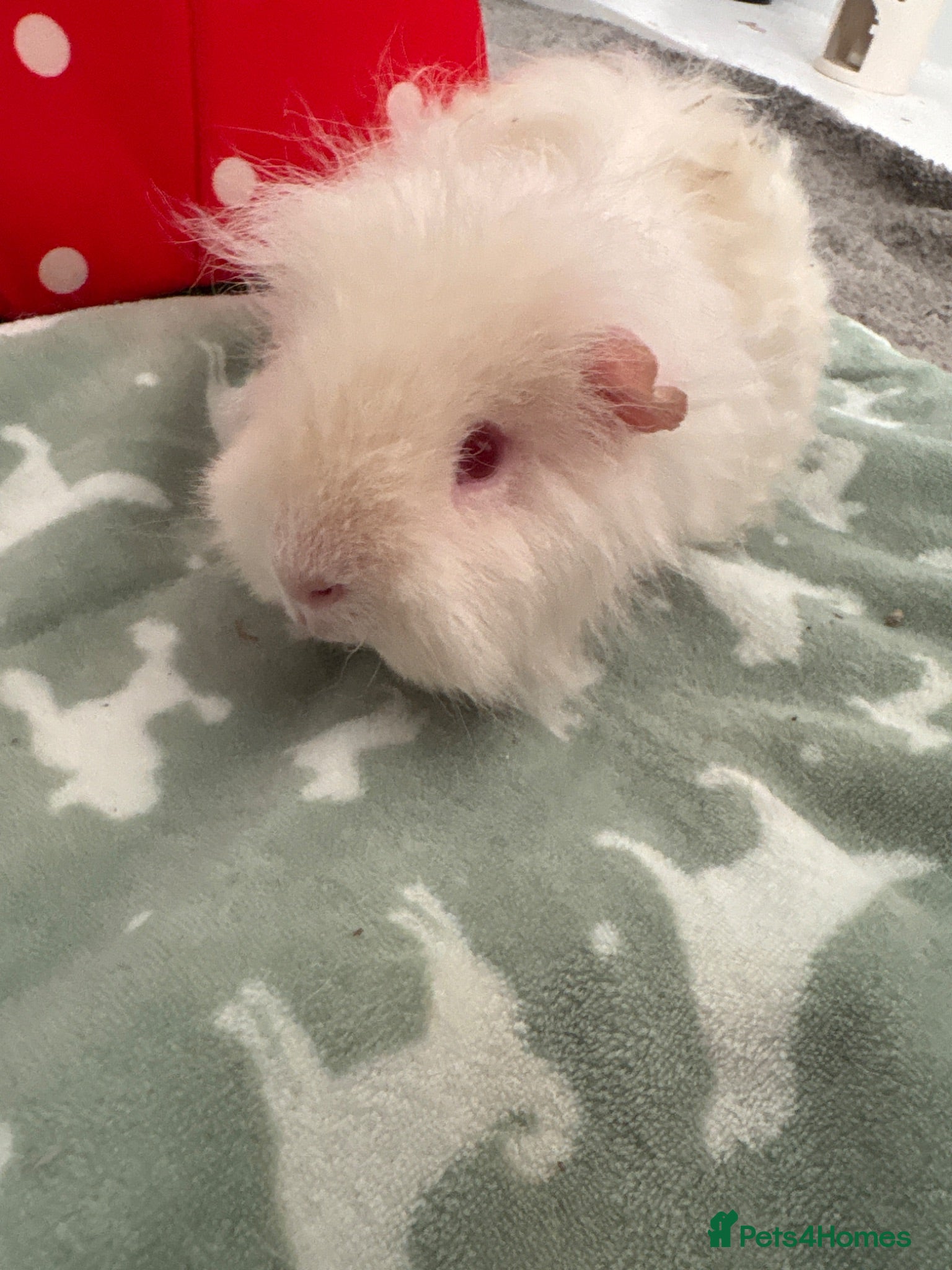 Guinea Pig rodents Albino Male Guinea Pig  - Advert 2
