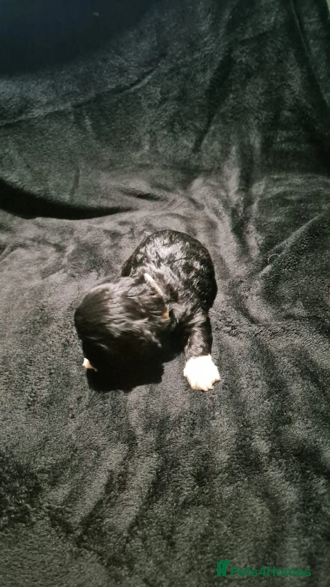 Mixed Breed dogs for sale: Cava tzu puppies - Advert 16