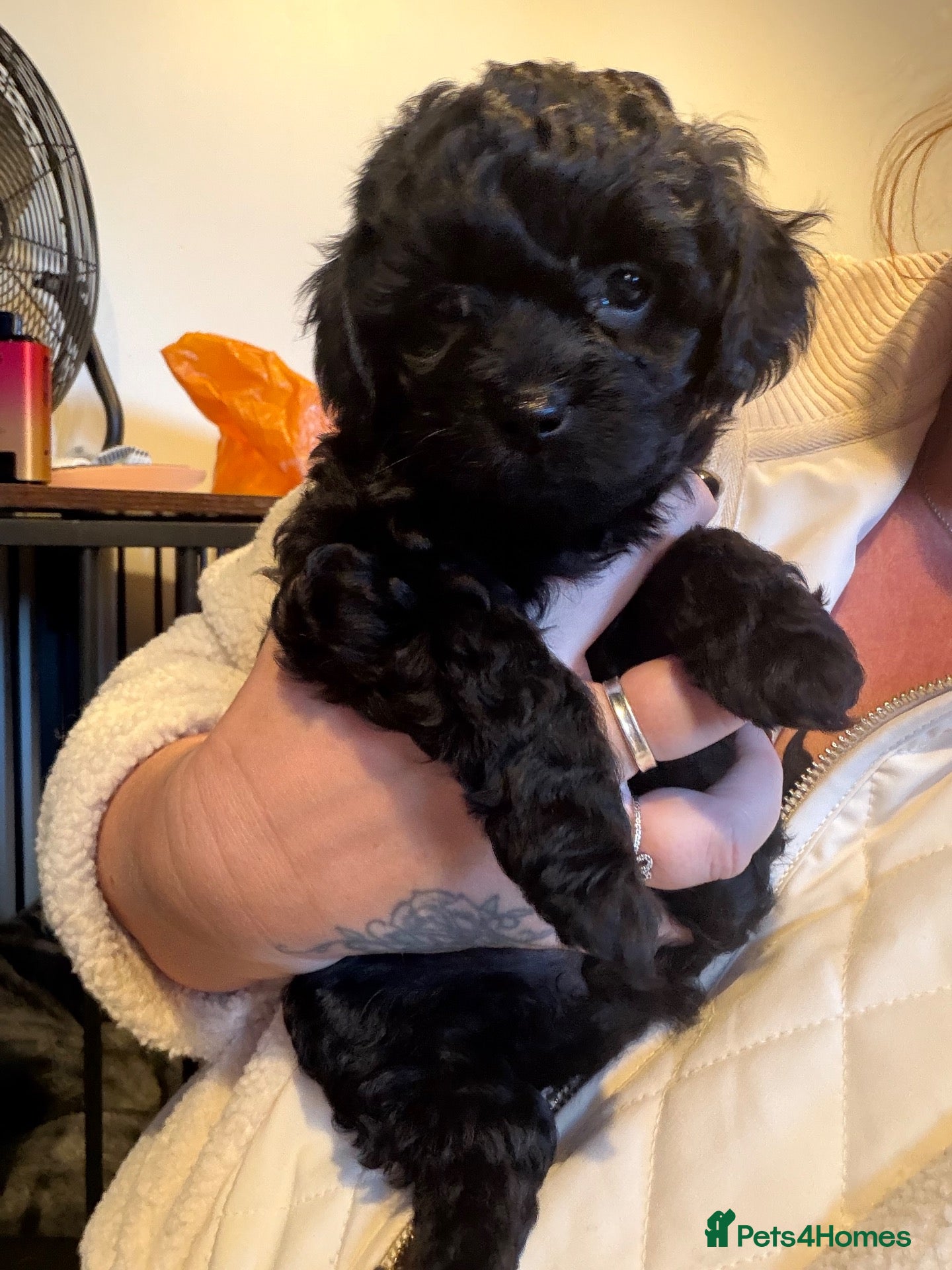 Mixed Breed dogs 1 black beautiful Poochon puppy left - Advert 1
