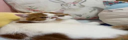 Exotic cats for sale: Beautiful exotic boy - Advert 2