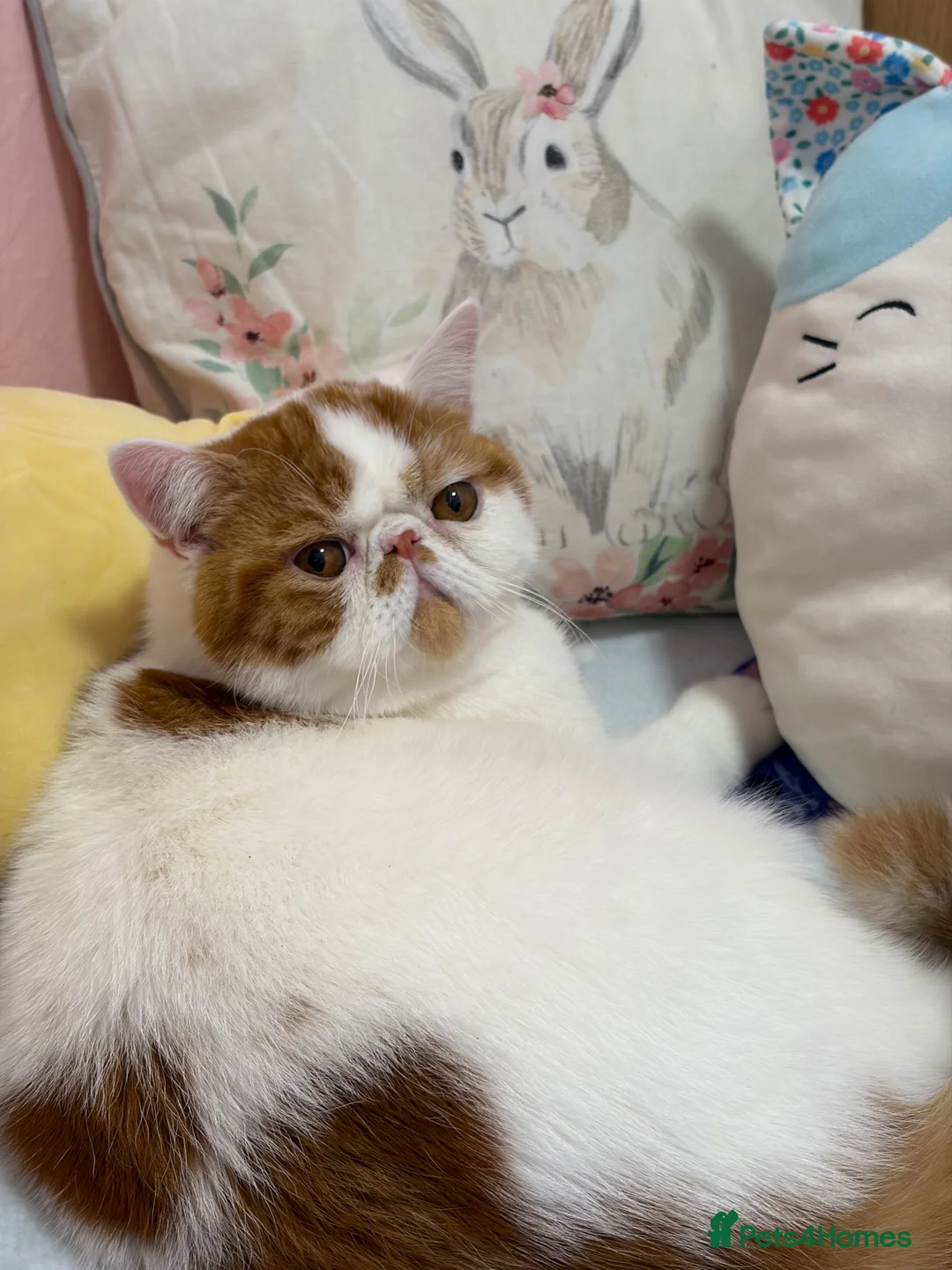 Exotic cats for sale: Beautiful exotic boy - Advert 2
