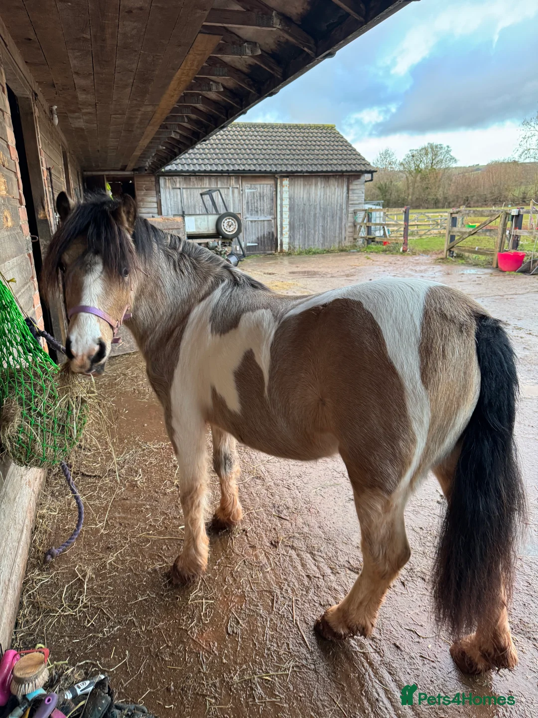 Welsh Section A horses for sale: Beautifully well marked Welsh P/B - Advert 19