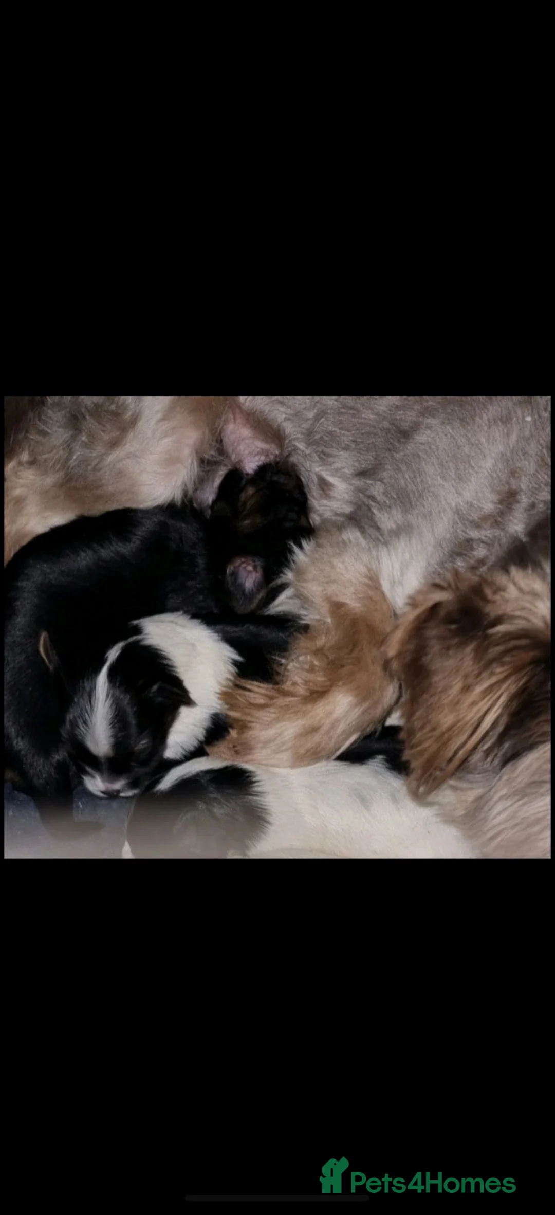 Yorkshire Terrier dogs for sale: Colourful Yorkshire terriers ready now  in Hawick - Advert 2