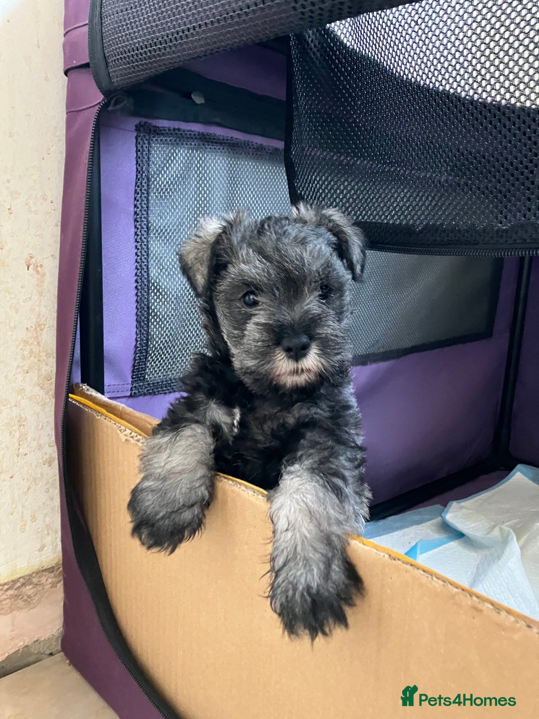 Miniature Schnauzer dogs for sale: miniature schnauzer puppy - Image 1