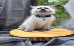 Ragdoll cats for sale: 💎 Purebred Ragdoll kittens-Champion Bloodlines 💎 - Image 17