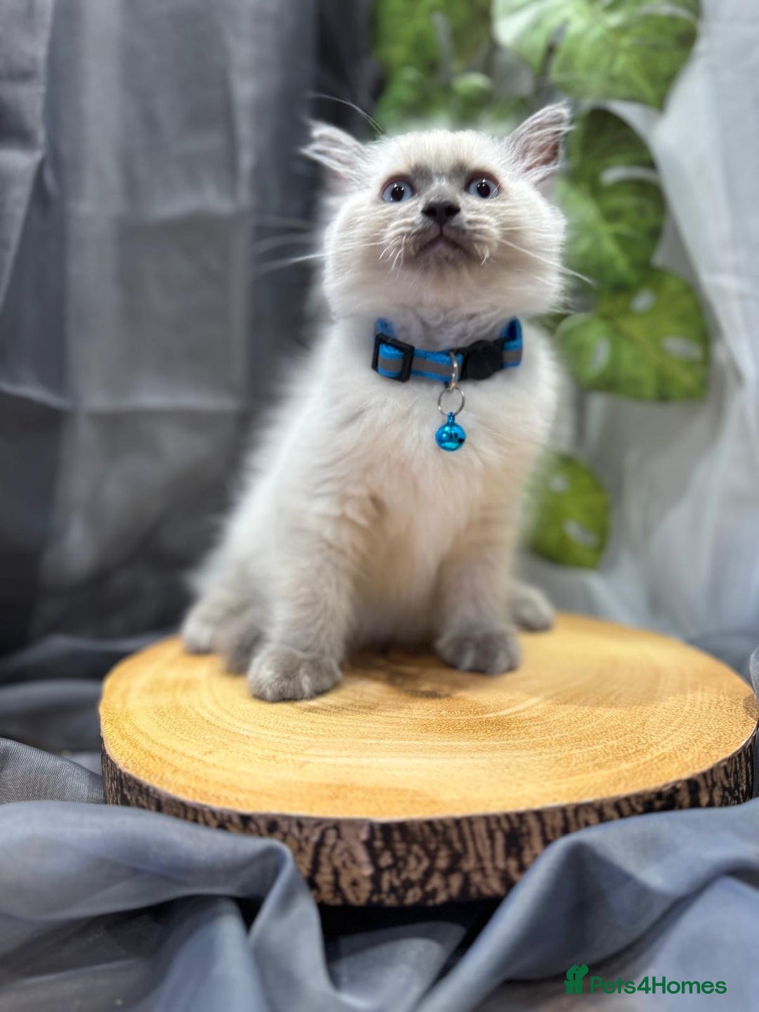 Ragdoll cats for sale: 💎 Purebred Ragdoll kittens-Champion Bloodlines 💎 - Image 17