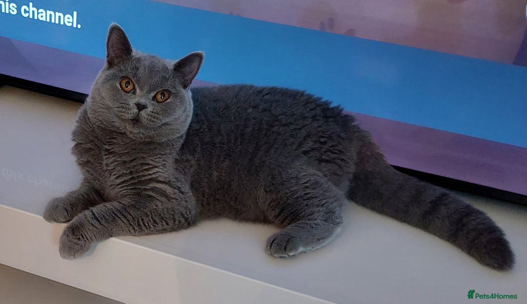 British Shorthair cats for sale: ‼️PRESTIGIOUS‼️🏆CH SIRED FEMAL - Advert 26