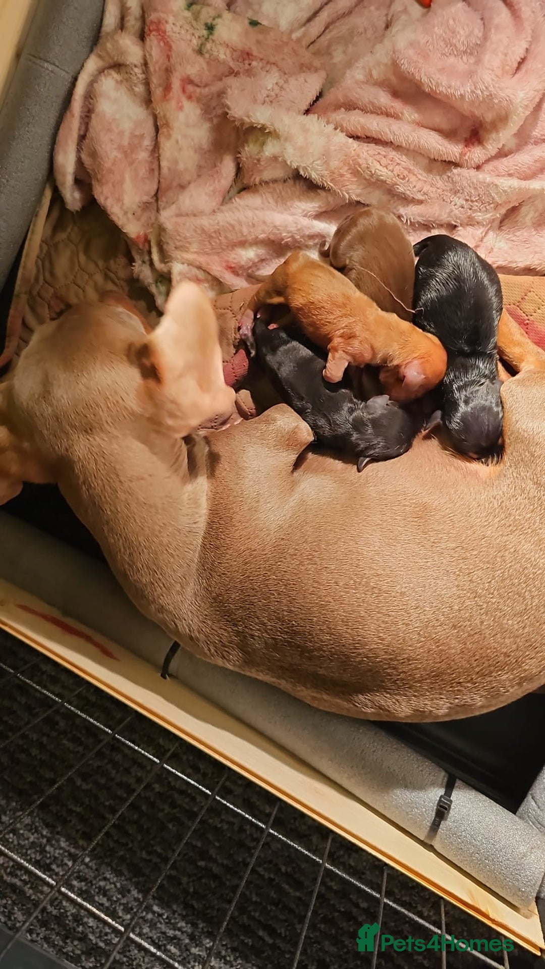 Dachshund dogs for sale: Dachshund puppies - Advert 1