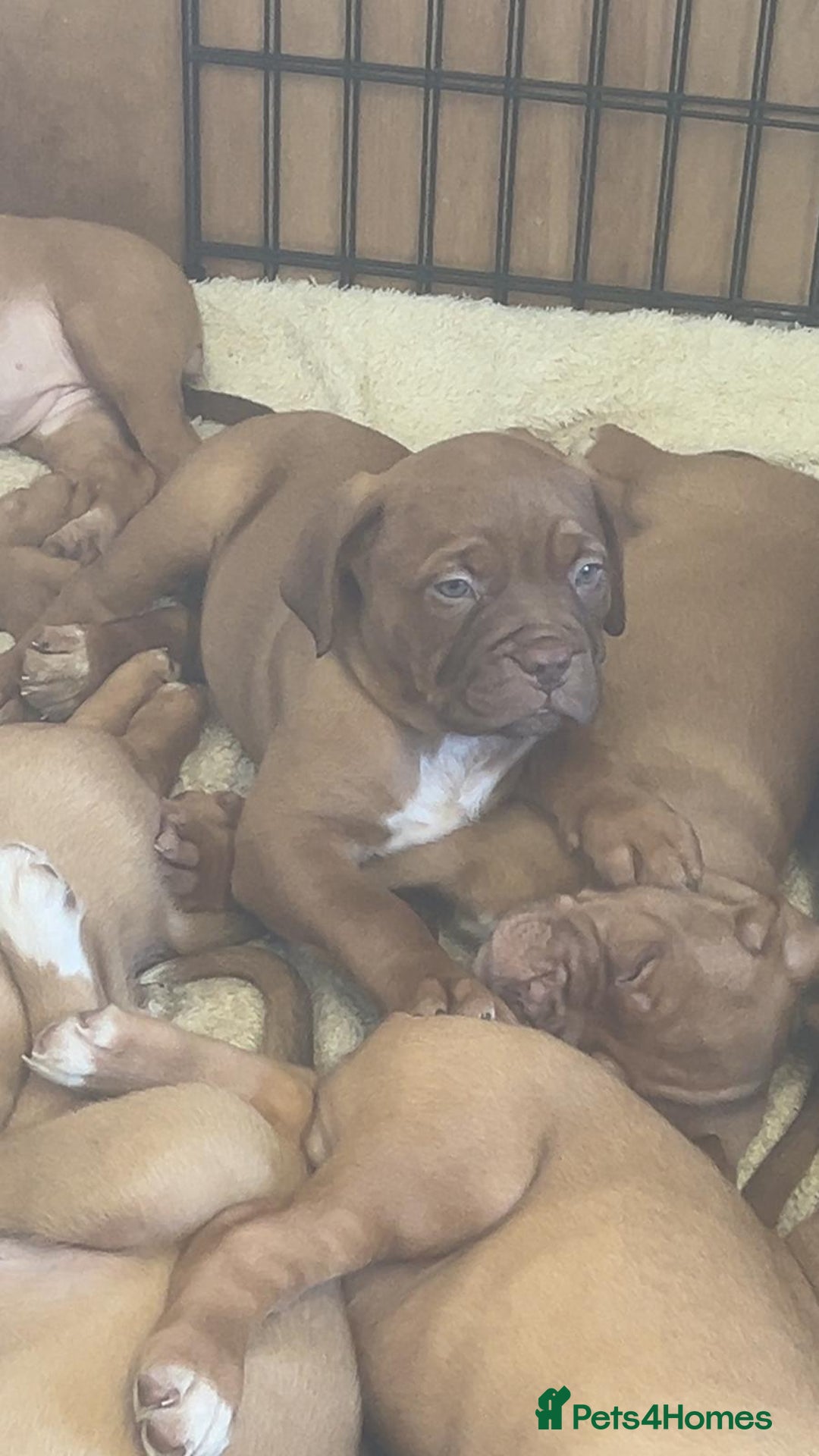 Dogue De Bordeaux dogs for sale: 11 Dogue de Bordeaux Puppies – 7 Boys & 4 Girls - Image 16
