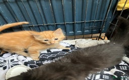 RagaMuffin cats for sale: Fluffy boys  - Image 3