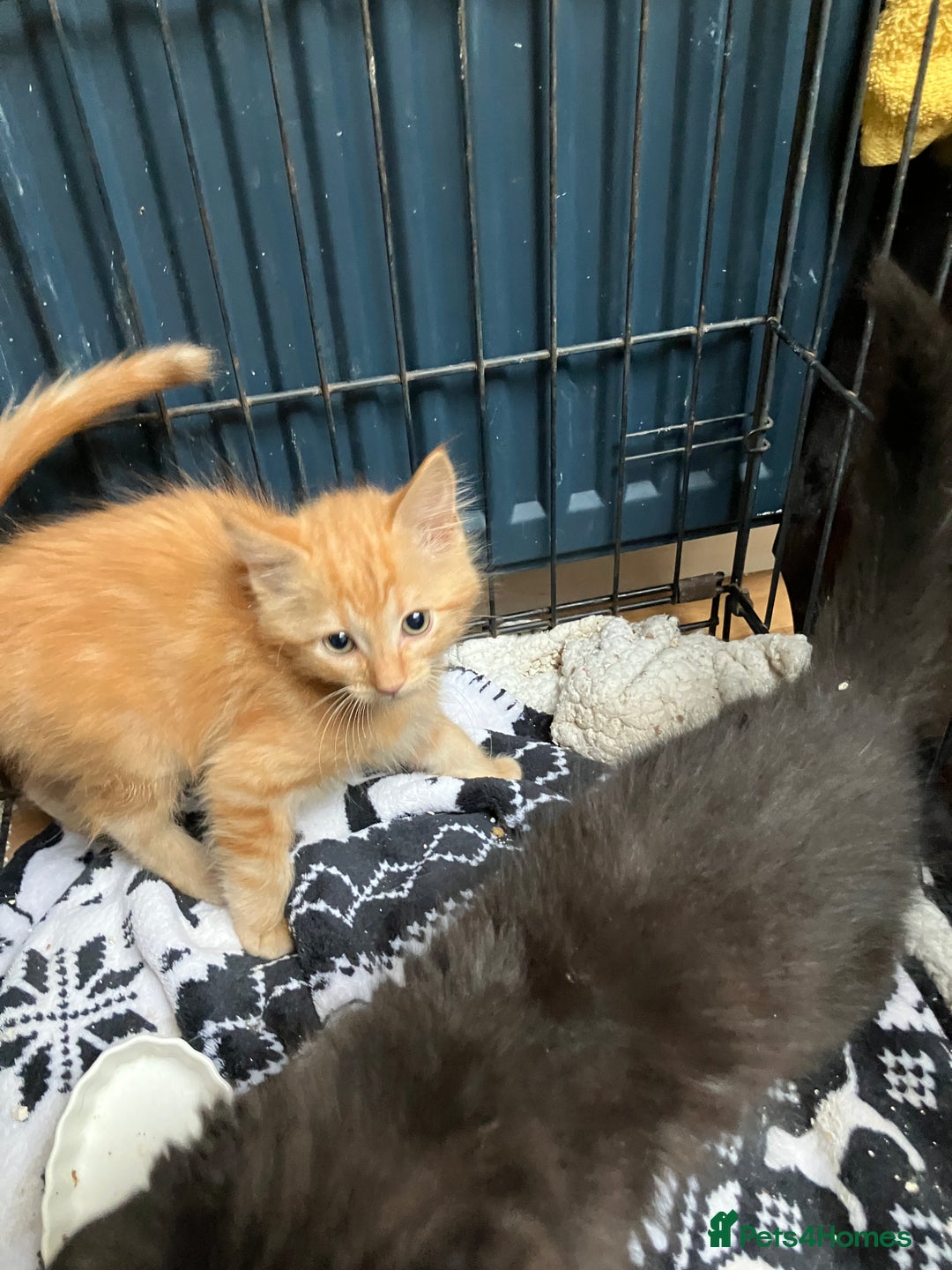 RagaMuffin cats for sale: Fluffy boys  - Image 3