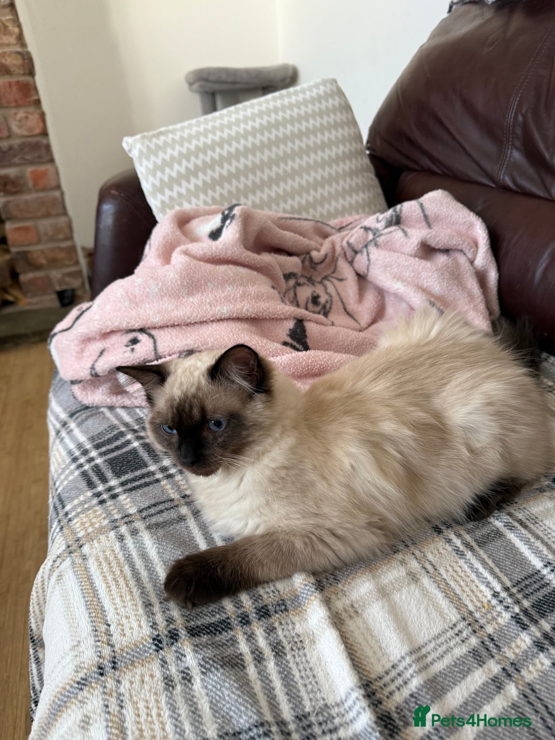 Ragdoll cats for sale: Seal point ragdoll girl GCCF registered - Image 12