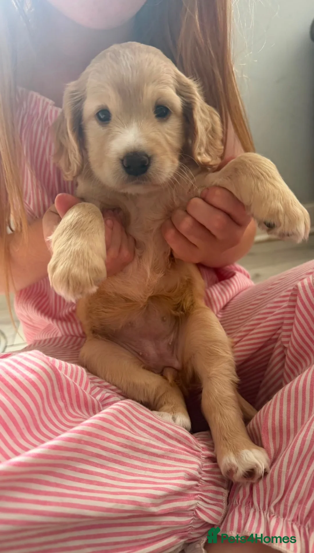 Cockapoo dogs for sale: Beautiful apricot f2 cockapoo girl  in Bristol - Advert 2