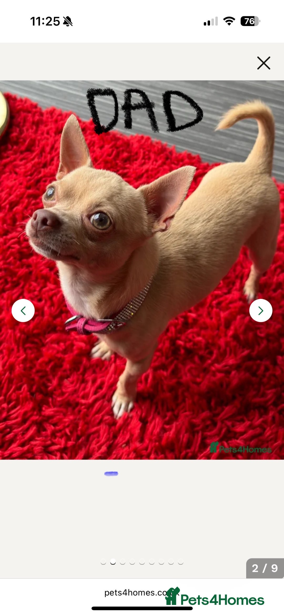 Chihuahua dogs for sale: Stunning Chihuahua Puppies!!  - Advert 11