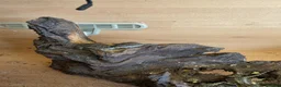 Bearded Dragon reptiles for sale: Baby bearded dragon  - Advert 10