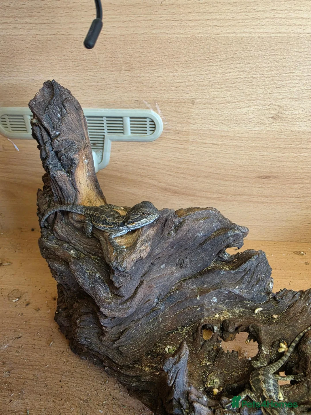 Bearded Dragon reptiles for sale: Baby bearded dragon  - Advert 10