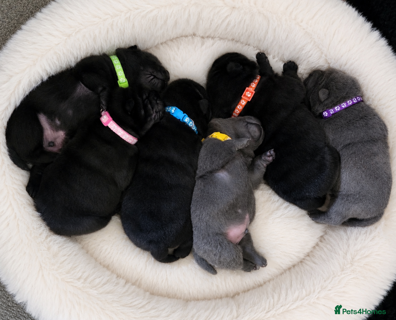 Mixed Breed dogs ChowPei Pups - Advert 16