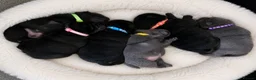 Mixed Breed dogs for sale: ChowPei Pups - Advert 4