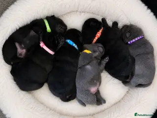 Mixed Breed dogs ChowPei Pups - Advert 16